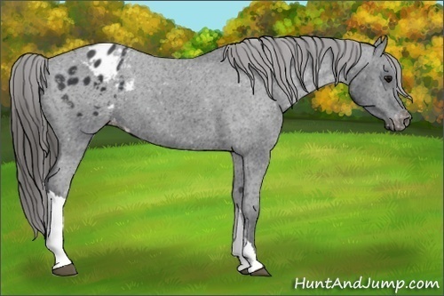 Horse Color:Black Appaloosa 
