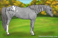 Horse Color:Black Appaloosa 