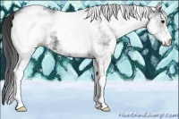Horse Color:White Spotted Blue Roan 