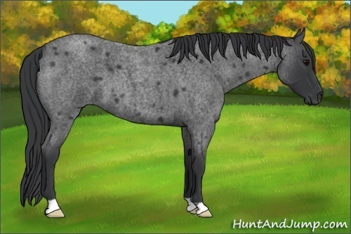 Horse Color:Blue Roan