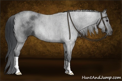 Horse Color:Blue Roan 