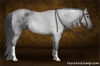 Horse Color:Blue Roan 