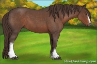 Horse Color:White Spotted Liver Red Roan