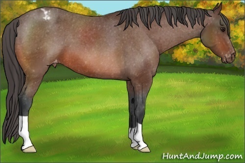 Horse Color:Bay Appaloosa