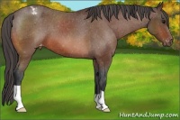 Horse Color:Bay Appaloosa 
