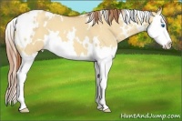 Horse Color:White Spotted Gold Champagne Dun Splash 