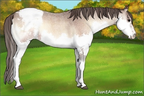Horse Color:Brown Roan Onyx Sabino Splash Appaloosa