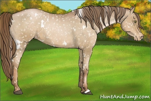 Horse Color:White Spotted Liver Chestnut Pearl Appaloosa