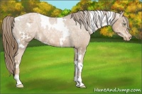 Horse Color:White Spotted Liver Chestnut Ice Pearl Appaloosa