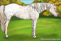 Horse Color:White Spotted Liver Chestnut Pearl Appaloosa 