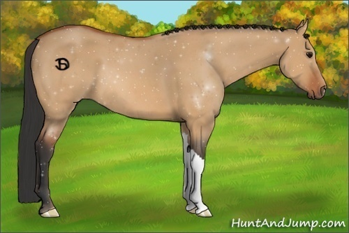 Horse Color:Bay Dun 