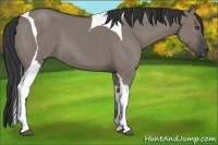 Horse Color:Grullo Tobiano 