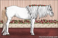 Horse Color:Buckskin Varnish Rabicano