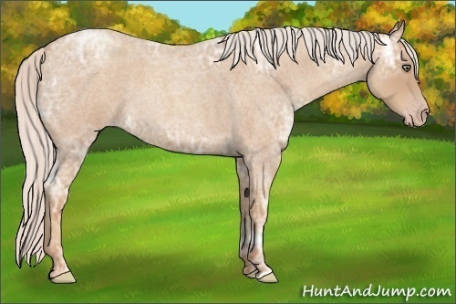 Horse Color:Silver Classic Champagne Ice Roan 