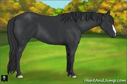Horse Color:Black Frame 