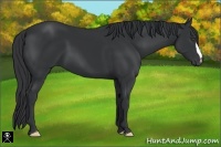Horse Color:Black Frame 