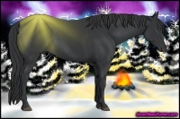 Horse Color:Black 