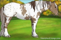 Horse Color:White Spotted Classic Champagne Appaloosa 