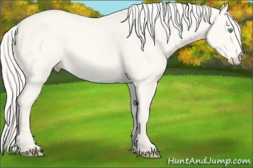 Horse Color:Cremello 