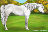Horse Color:Gray Black 