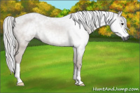 Horse Color:Gray Brown