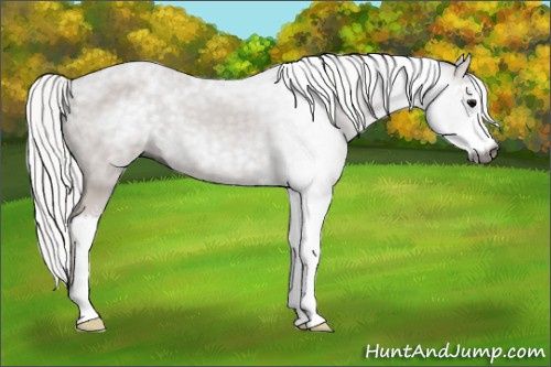 Horse Color:Gray Silver Black Sabino