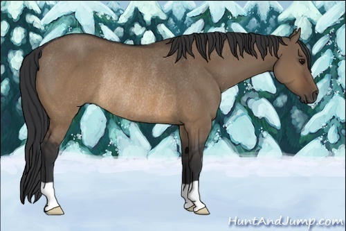 Horse Color:Brown Dun Rabicano