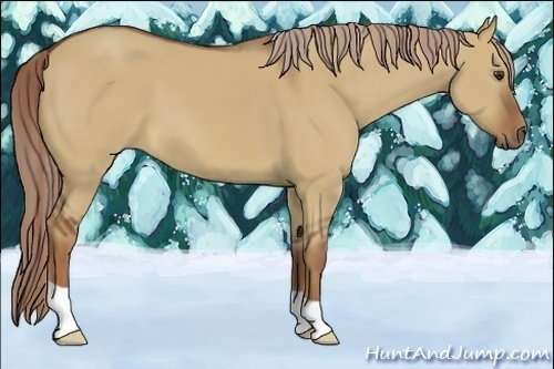 Horse Color:Red Dun 
