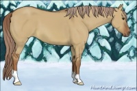 Horse Color:Red Dun