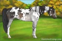 Horse Color:White Spotted Buckskin