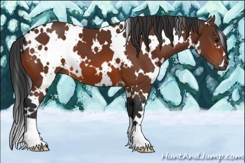 Horse Color:White Spotted Bay 