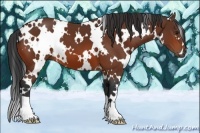 Horse Color:White Spotted Bay 