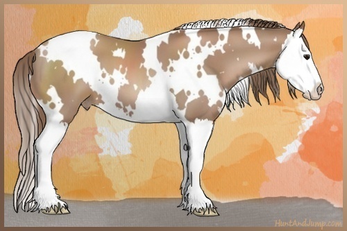 Horse Color:White Spotted Black Pearl Splash