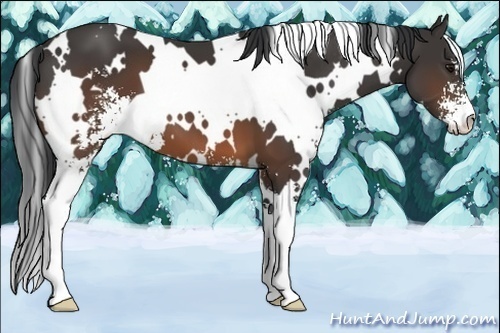 Horse Color:White Spotted Brown Sabino