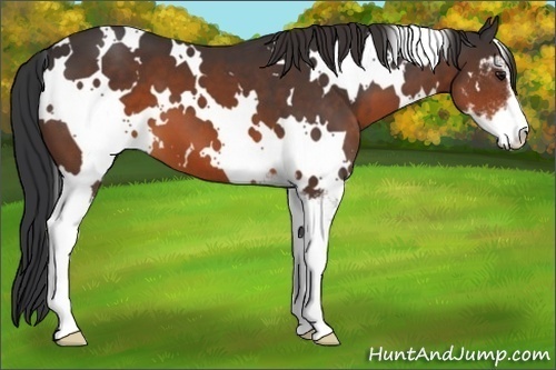 Horse Color:White Spotted Brown Sabino