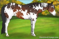 Horse Color:White Spotted Brown Sabino