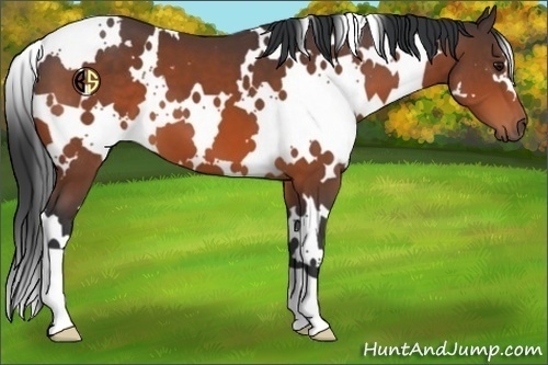 Horse Color:White Spotted Bay 