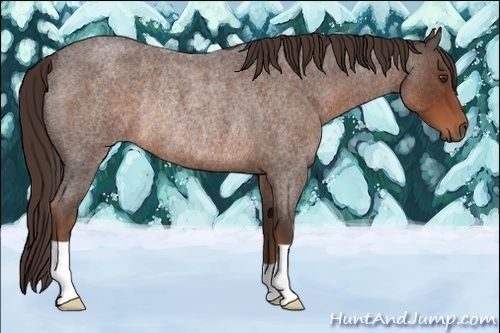 Horse Color:Liver Red Roan Rabicano 