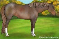 Horse Color:Liver Red Roan 