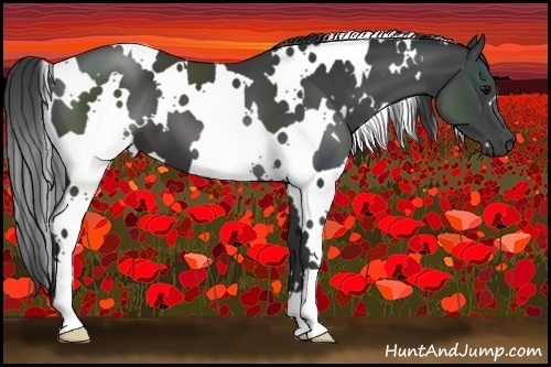 Horse Color:White Spotted Black