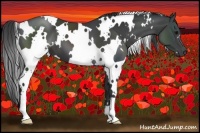 Horse Color:White Spotted Black