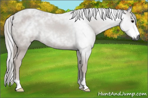 Horse Color:Gray Black 