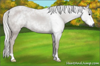 Horse Color:Gray Black 