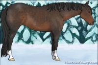 Horse Color:Liver Chestnut 