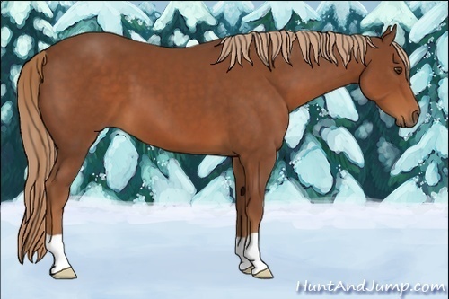 Horse Color:Chestnut 