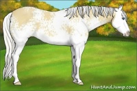Horse Color:White Spotted Silver Buckskin Sabino Splash 