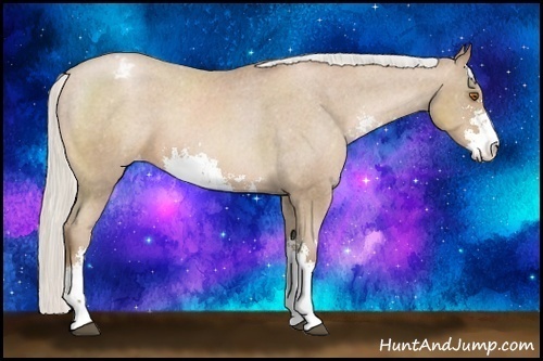 Horse Color:Silver Black Pearl Sabino Appaloosa 