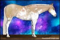Horse Color:Silver Black Pearl Sabino Rabicano 