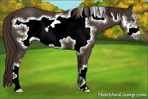 Horse Color:Liver Chestnut Frame 