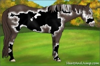 Horse Color:Liver Chestnut Frame 